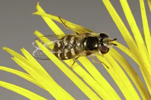 Composite: Hover-fly