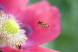 Hoverflies: Hover Fly - approaching opium poppy