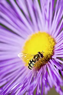 Hoverflies: Hover fly - feeding on Erigeron flower