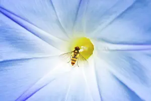Episyrphus: Hover Fly - feeding on Morning Glory flower