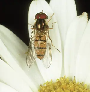 Composite: Hover-fly on flower