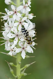 Syrphid: Hover Fly - on flower - Garden