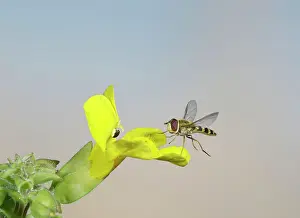 Hoverflies: Hover fly - landing on mimulus