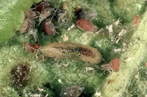 Syrphus: Hover-fly larva eats apple Aphid