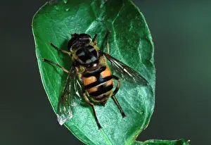 Florea: Hover-fly - on a leaf