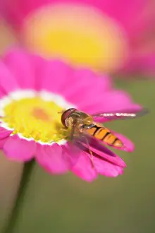 Hoverflies: Hover Fly - on marguerite daisy