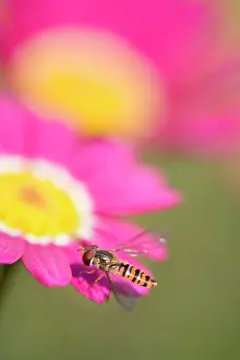 Hoverflies: Hover Fly - on marguerite daisy