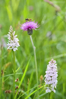 Helophilus: Hover Fly on Meadow Thistle with Heath Spotted