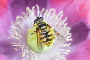Hoverflies: Hover Fly - on opium poppy