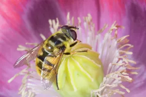 Hoverflies: Hover Fly - on opium poppy