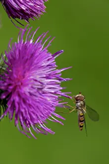 Episyrphus: Hover-fly - Sipping nectar on thistle blossom