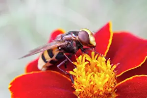 Syrphidae: Hover Fly - on tagetes flower