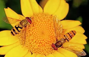Hoverflies: Hoverflies (and Episyrphus balteatus) on Corn Marigold