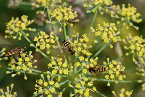 Syrphid: Hoverflies- on Fennel flower