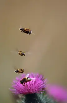 Hoverflies: HOVERFLIES - hovering in column over thistles