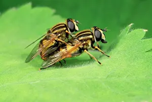Hoverflies: Hoverflies - mating