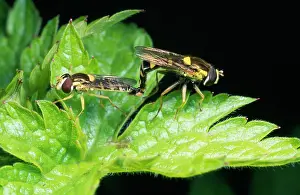 Hoverflies: HOVERFLIES - pair mating