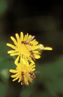 Chris Martin Bahr: Hoverflies - on yellow flowers