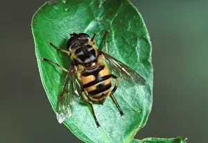 Hoverflies: Hoverfly