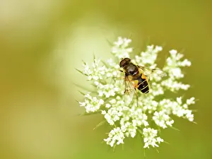 Carrot: Hoverfly