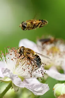 Eristalis: Hoverfly