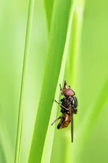 Campestris: Hoverfly