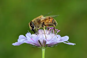 Syrphidae: Hoverfly