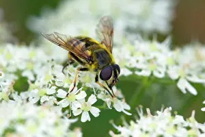 Parsley: Hoverfly