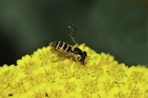 Pollinator: Hoverfly