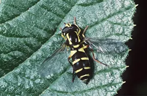 Hoverflies: HOVERFLY