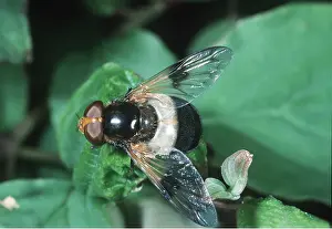 Hoverflies: HOVERFLY