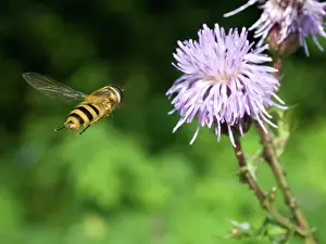 Ribesii: Hoverfly - approaching flower