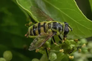 Helix: A hoverfly, Batman Hoverfly, Myathropa florea, f