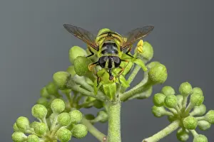 Helix: A hoverfly, Batman Hoverfly, Myathropa florea, f