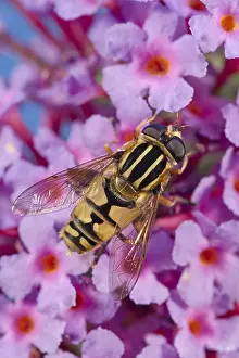 Buddleia: Hoverfly on buddleia flowers, Norfolk UK