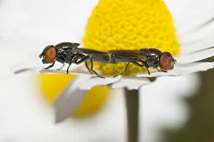 Brachycera: Hoverfly (Chrysogaster solstitialis) on Chamomile