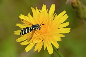 Gather: Hoverfly (Chrysotoxum festivum) in flower. Melby