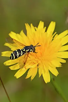 Gather: Hoverfly (Chrysotoxum festivum) in flower. Melby