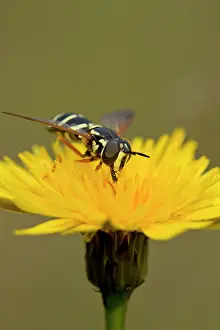 Gather: Hoverfly (Chrysotoxum festivum) in flower. Melby