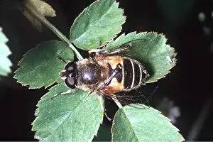 Hoverflies: HOVERFLY - Cleaning wings