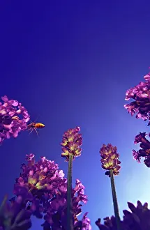 Hoverflies: Hoverfly close to lavender flowers against deep