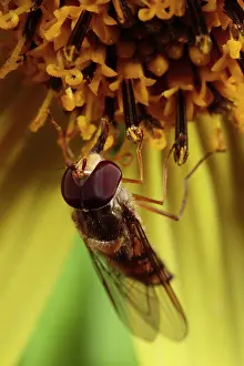 Pollinating: Hoverfly (Episyrphus balteatus), adult male, feeding
