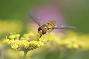 Episyrphus: Hoverfly - Feeding on Fennel Flowers