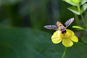 Hoverflies: Hoverfly - feeding on flower nectar of Lesser Spearwort