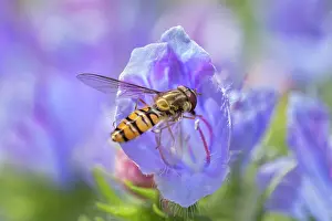 Echium: Hoverfly feeding on pollen from Echium flower -