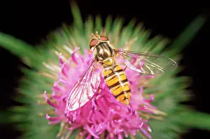 Hoverflies: Hoverfly - feeding on thistle