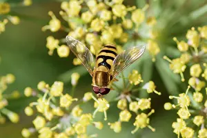 Syrphid: Hoverfly - on Fennel flower