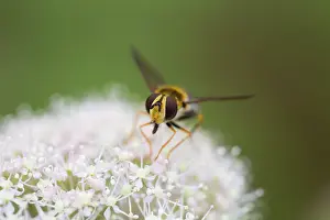 Perches: Hoverfly - on Flower