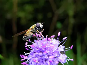 Hoverflies: Hoverfly - on flower