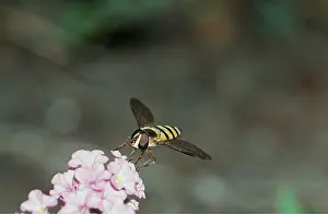 Hoverflies: HOVERFLY - on flower